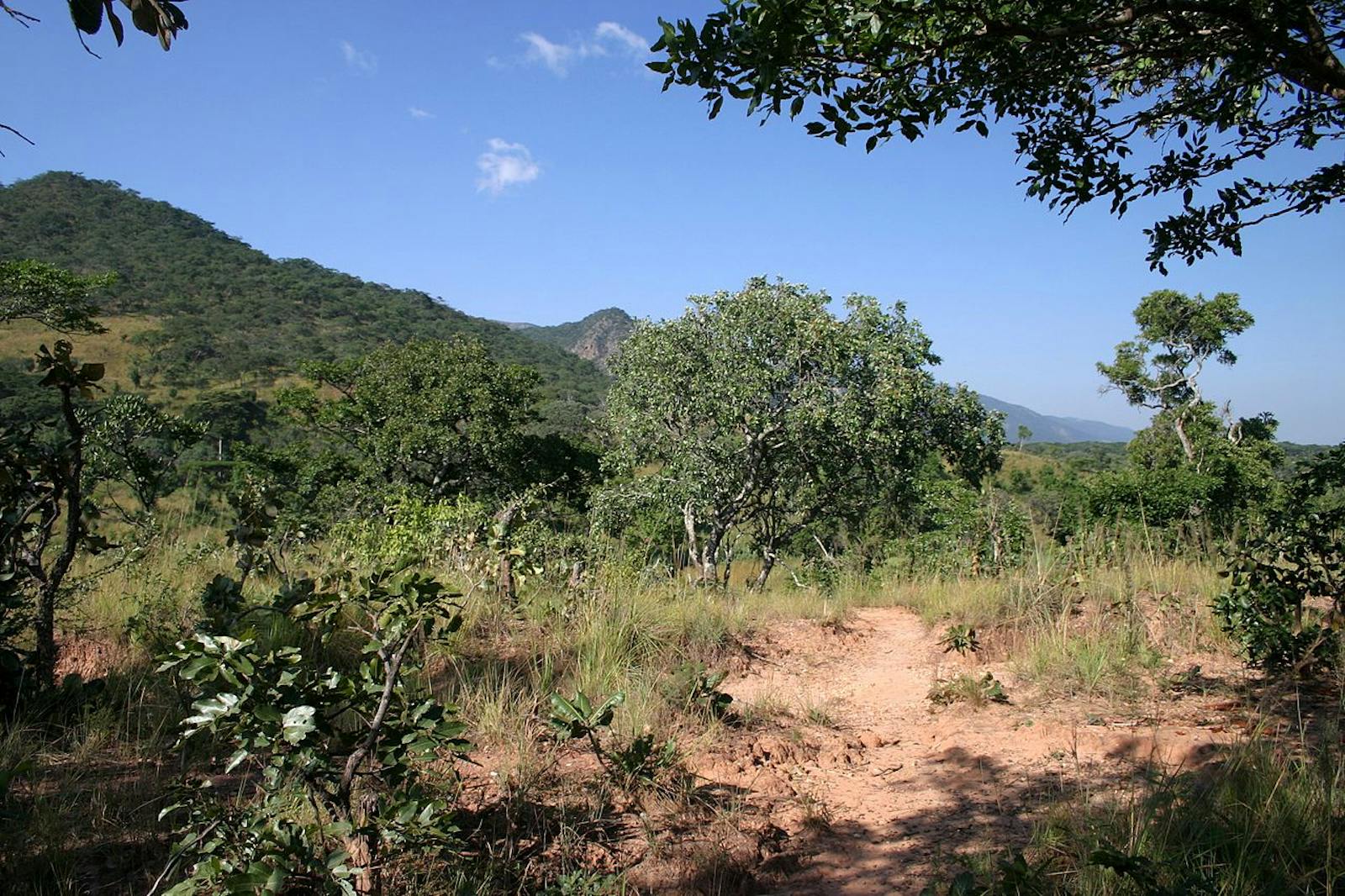 Central Zambezian Wet Miombo Woodlands One Earth